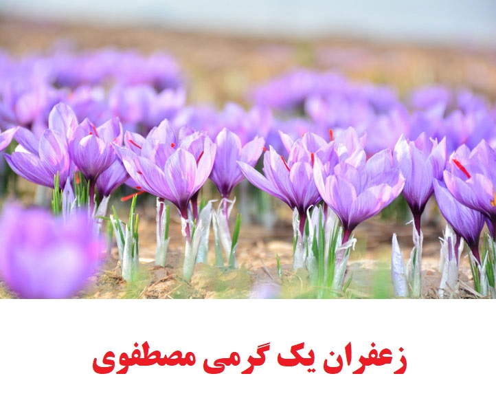 زعفران یک گرمی مصطفوی