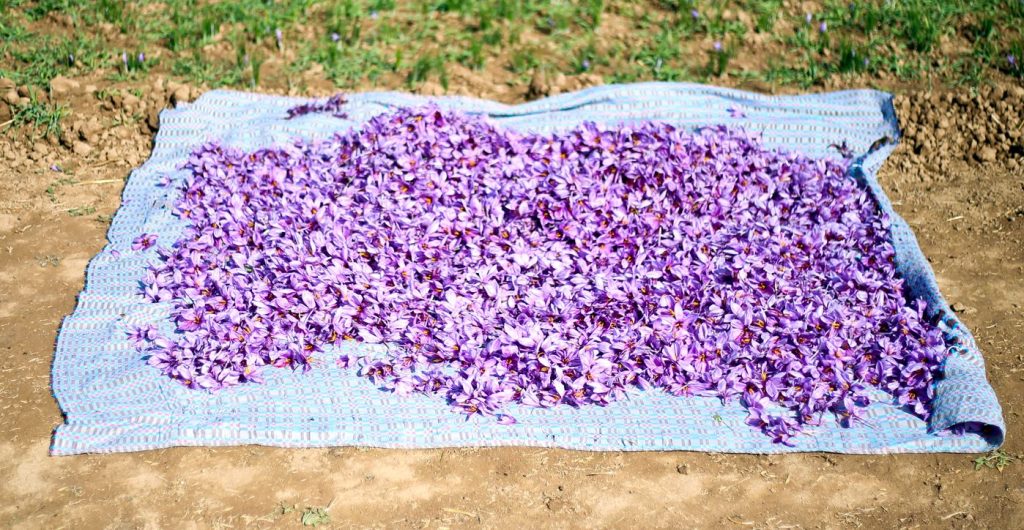 برداشت زعفران