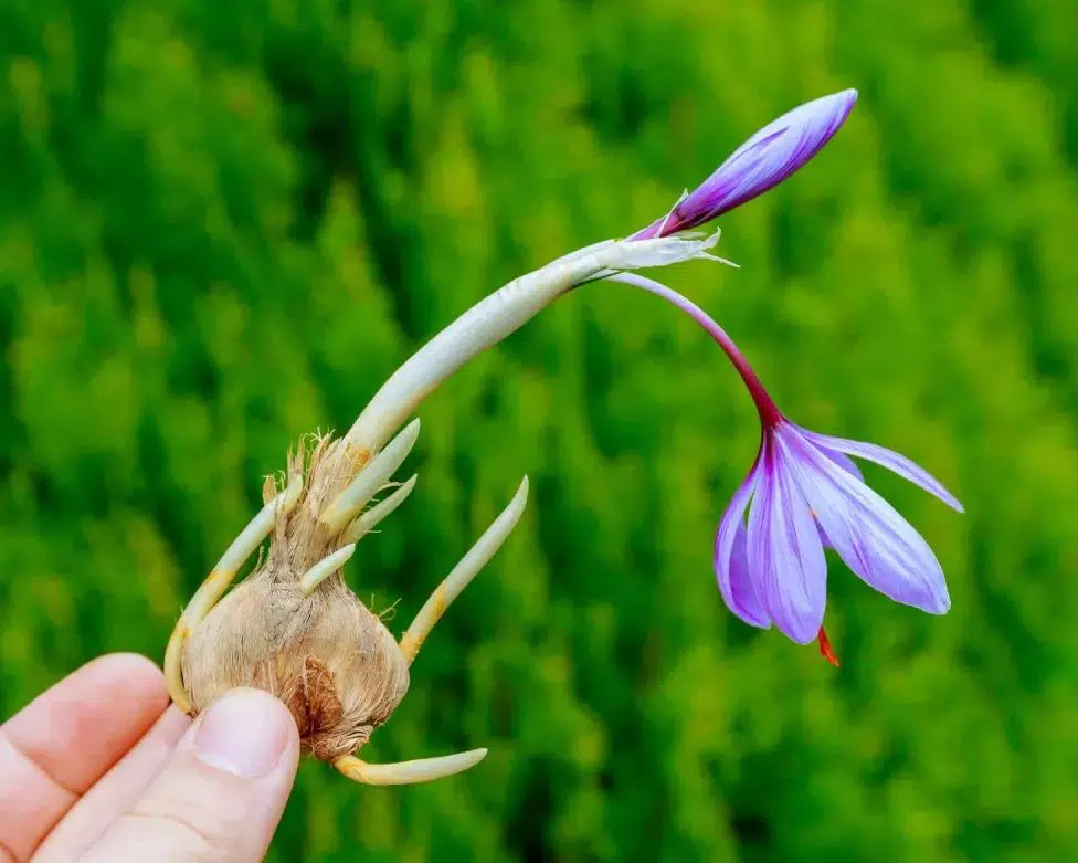 خرید زعفران
